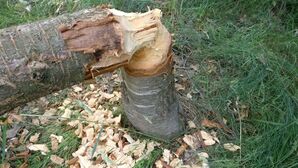 Vom Biber gefällter Baum. (Quelle: privat)